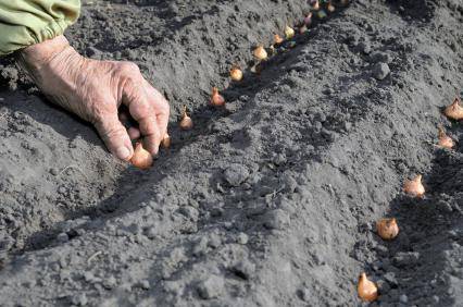 Planter ail, oignon, échalote