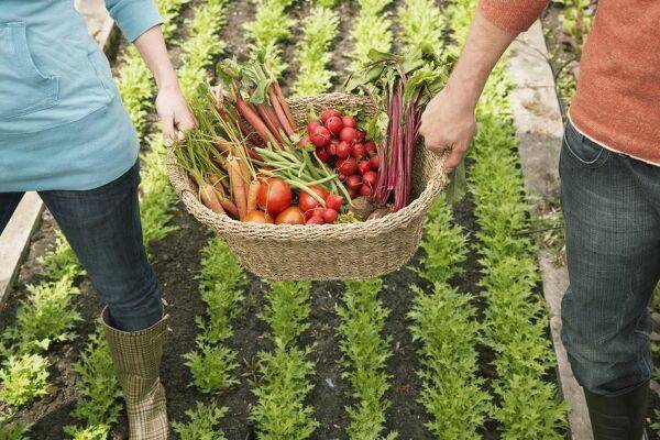 Potager