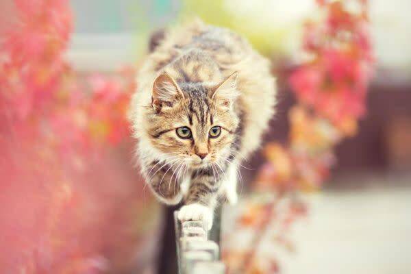 Laisser son chat sortir hors du jardin ?
