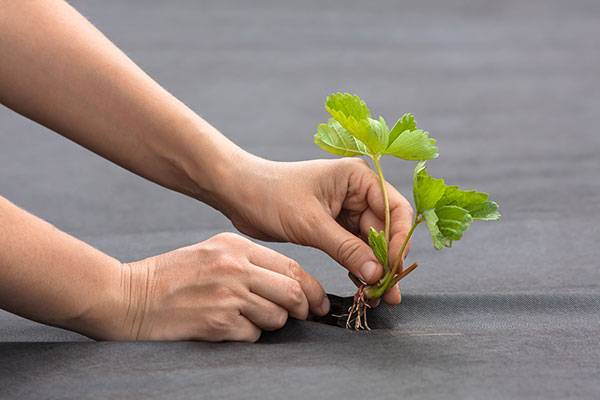 Il est important de ne pas enterrer le collet à la plantation du fraisier
