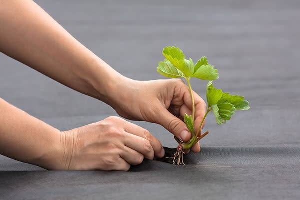 Il est important de ne pas enterrer le collet à la plantation du fraisier
