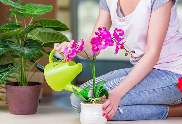 Bien arroser l'orchidée