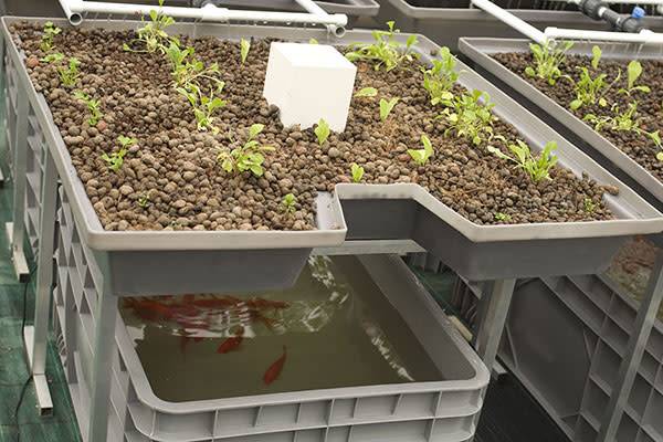 L'aquaponie associe un bassin et des poissons avec une culture de plantes