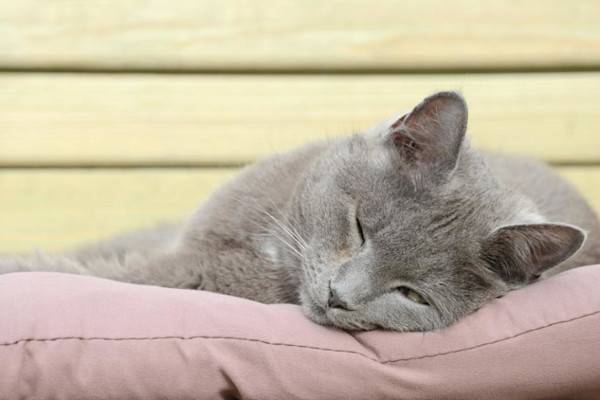 Choisir le couchage de votre chat