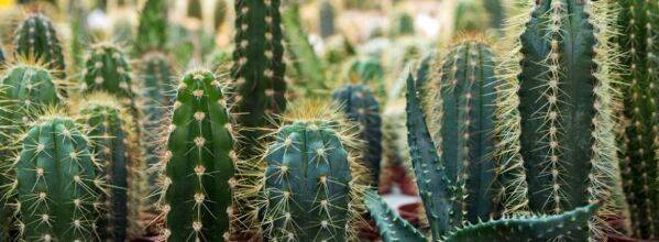 Bouturer des cactus : la meilleure méthode de multiplication