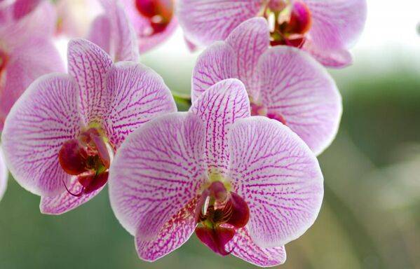 Fleurs de Phalaenopsis