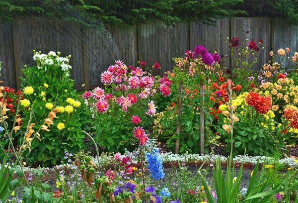 Planter et cultiver les bulbes d'été : dahlia, canna, glaïeul, lis, agapanthe...