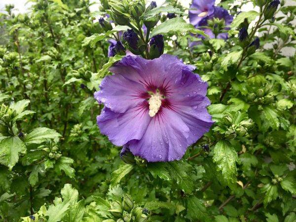 hibiscus d'extérieur qui ne craint pas le froid