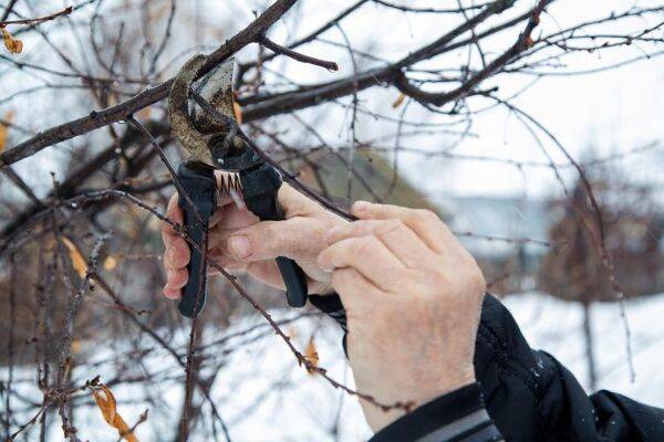Tailler les pommiers en hiver