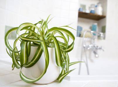 6 plantes pour votre salle de bain