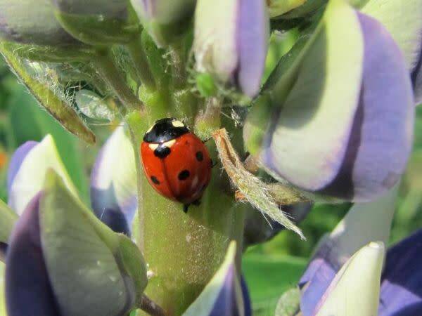coccinelle