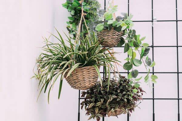 13 plantes d'intérieur increvables
