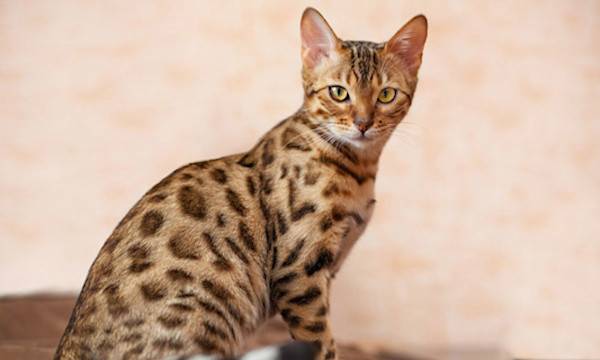 Bengal : origine, caractère, alimentation