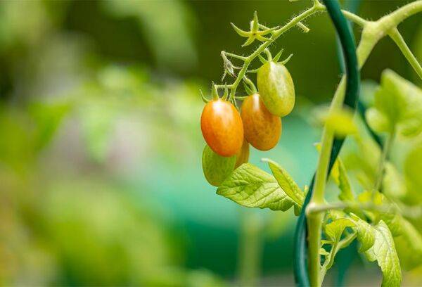 6 façons de tuteurer ses tomates