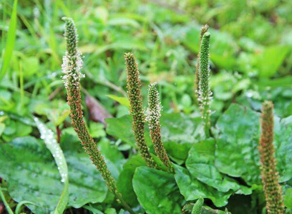 Mauvaises herbes : des plantes bio-indicatrices !
