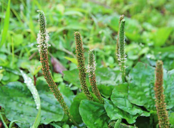 Mauvaises herbes : des plantes bio-indicatrices !