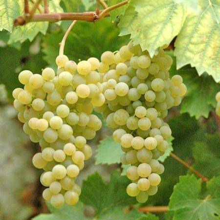 Vitis vinifera 'Ampelia® Perdin'