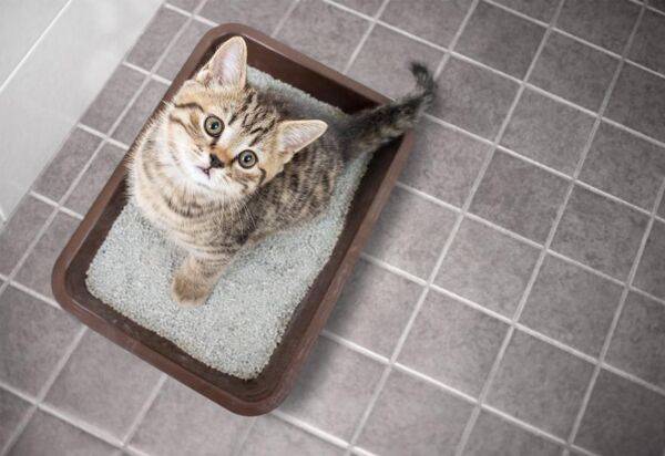 Choisir la litière de son chat et de son chien