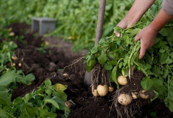 Récolter les pommes de terre