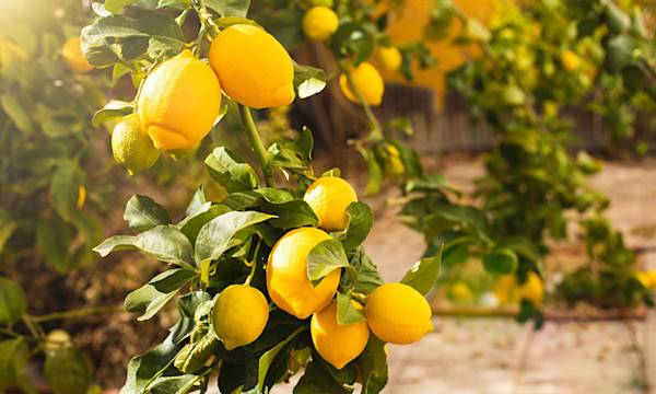 Entretien du citronnier
