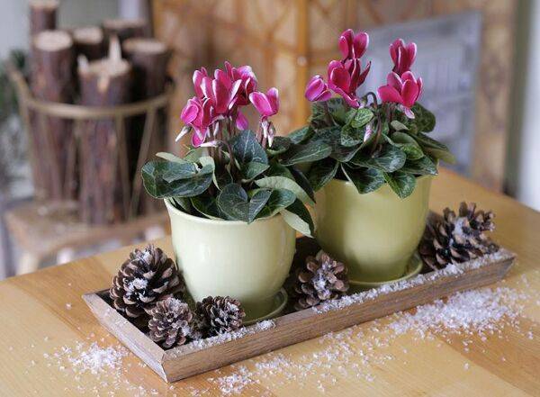 Compositions hivernales autour du Cyclamen