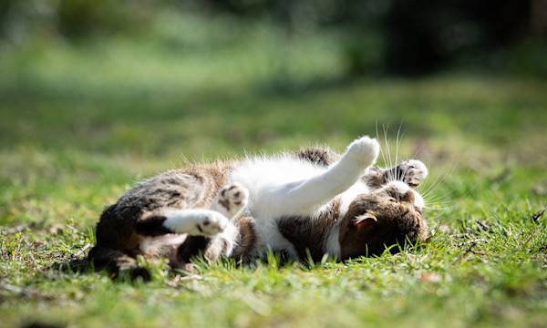 Les chats au jardin !