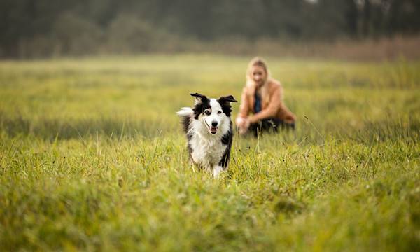 10 astuces pour rendre son chien heureux