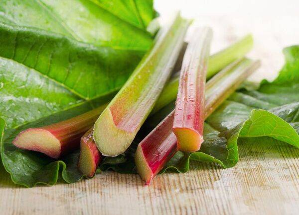 Récolter la rhubarbe