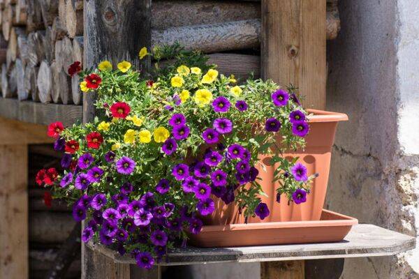 Quelles fleurs pour une jardinière ?