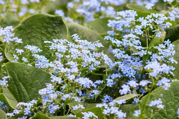 myosotis