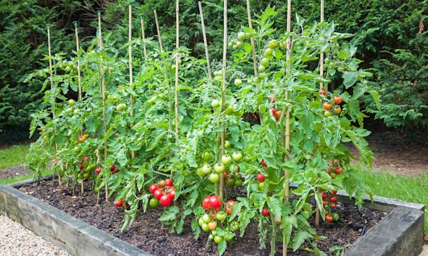 La cladosporiose de la tomate - © Paul Maguire - stock.adobe.com