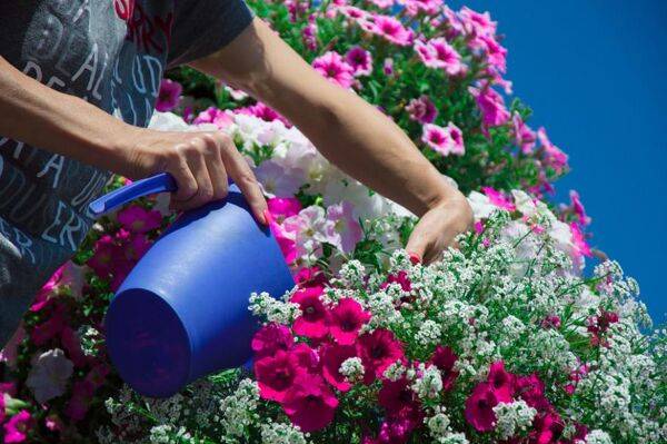 Que faire sur le balcon ou la terrasse en août ?
