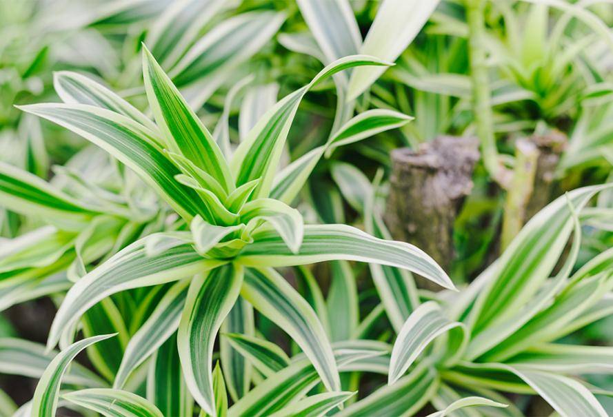 Dracaena - Gamm vert