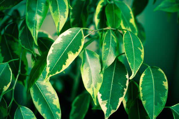 Mon ficus perd ses feuilles