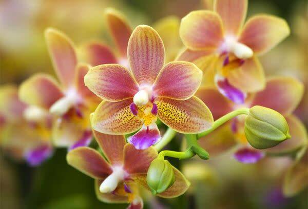 Orchidée