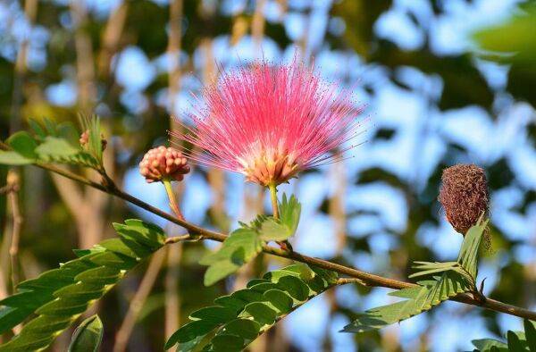 Mon albizia est malade