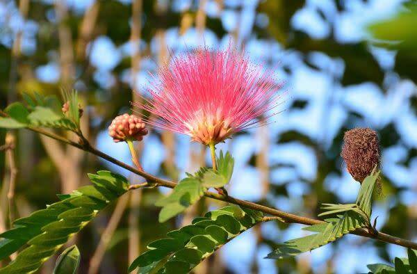 Mon albizia est malade