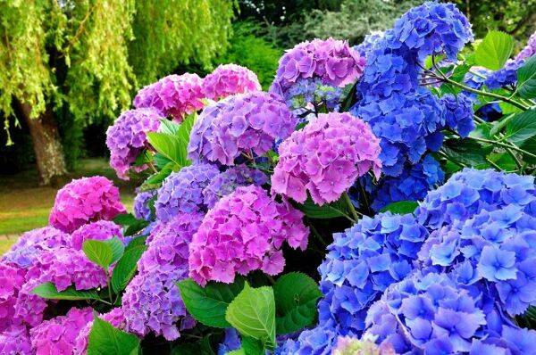 Taille des hortensias