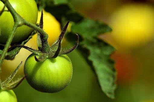 La Tomate Green Zebra