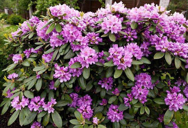Rhododendron