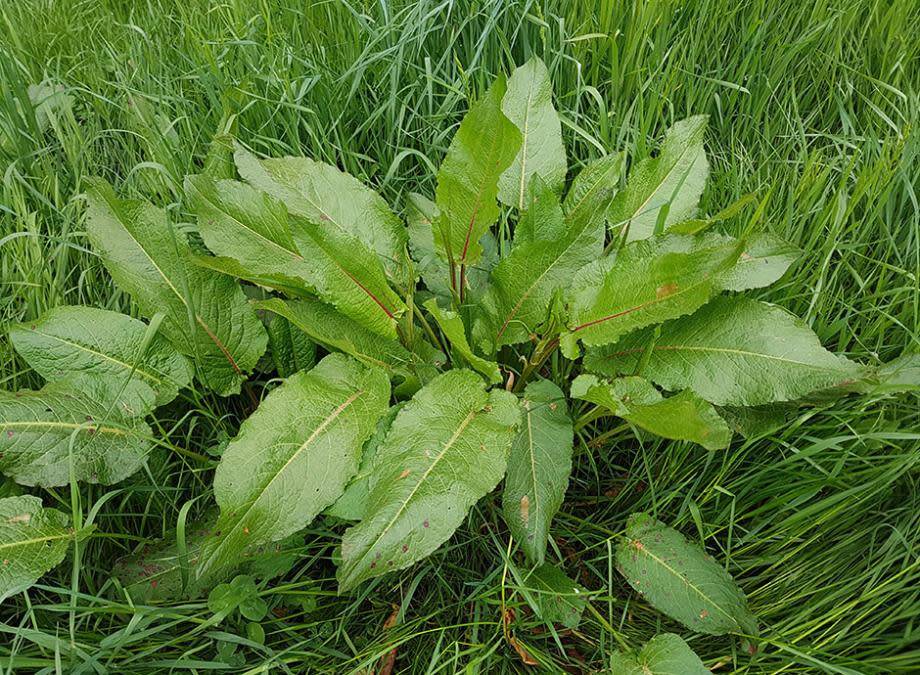 Rumex