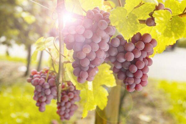 Planter la vigne