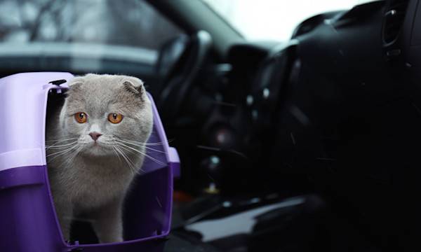 8 conseils pour bien voyager avec son chat en voiture - © Africa Studio - stock.adobe.com