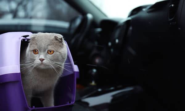 8 conseils pour bien voyager avec son chat en voiture - © Africa Studio - stock.adobe.com