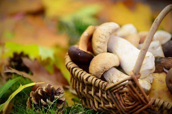 L’identification des champignons