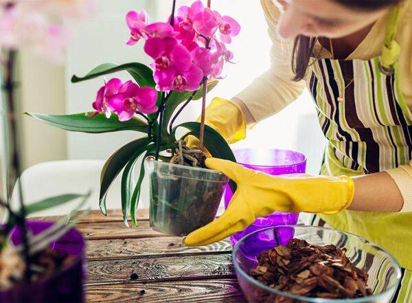 Rempoter une orchidée