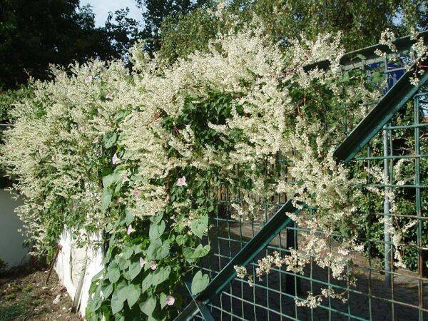 Une espèce invasive : Renouée du Japon