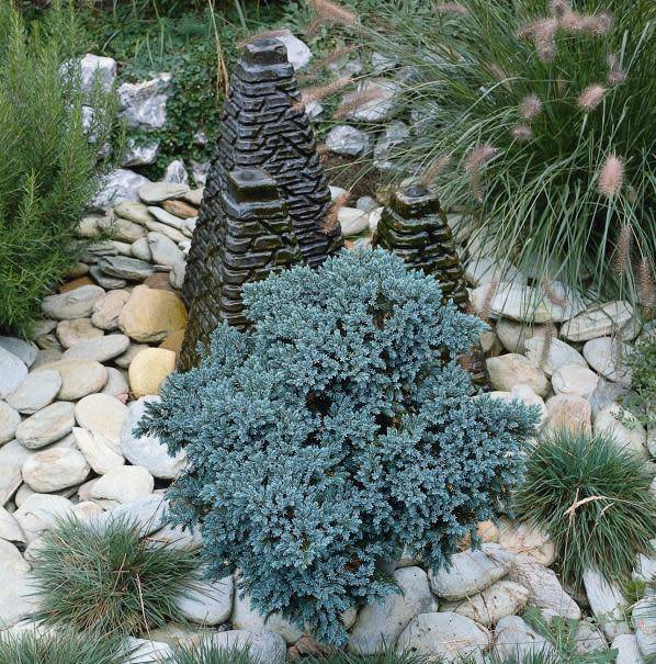 Conifères bleutés pour un jardin contemporain, sans effort