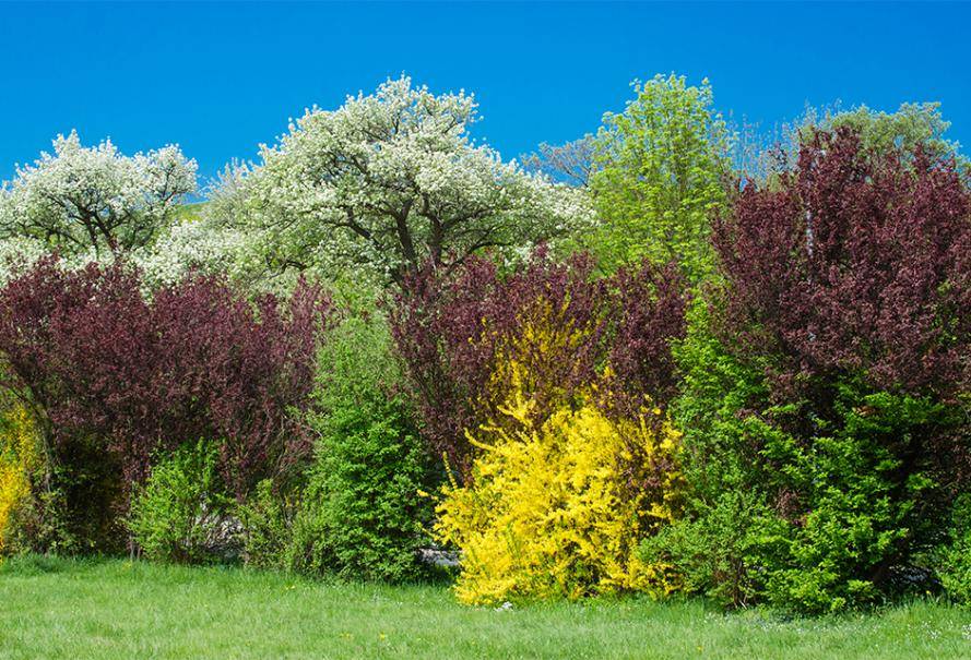 rhododendron fireball azalea Rhododendron 'Great Balls of Fire' – Rare Aromi Hybrid Azalea – Woodlanders main image 0