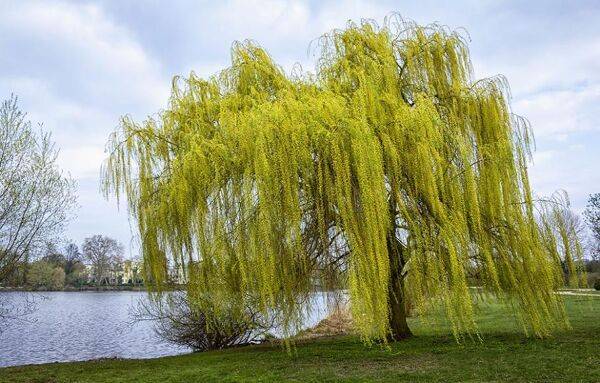 Saule